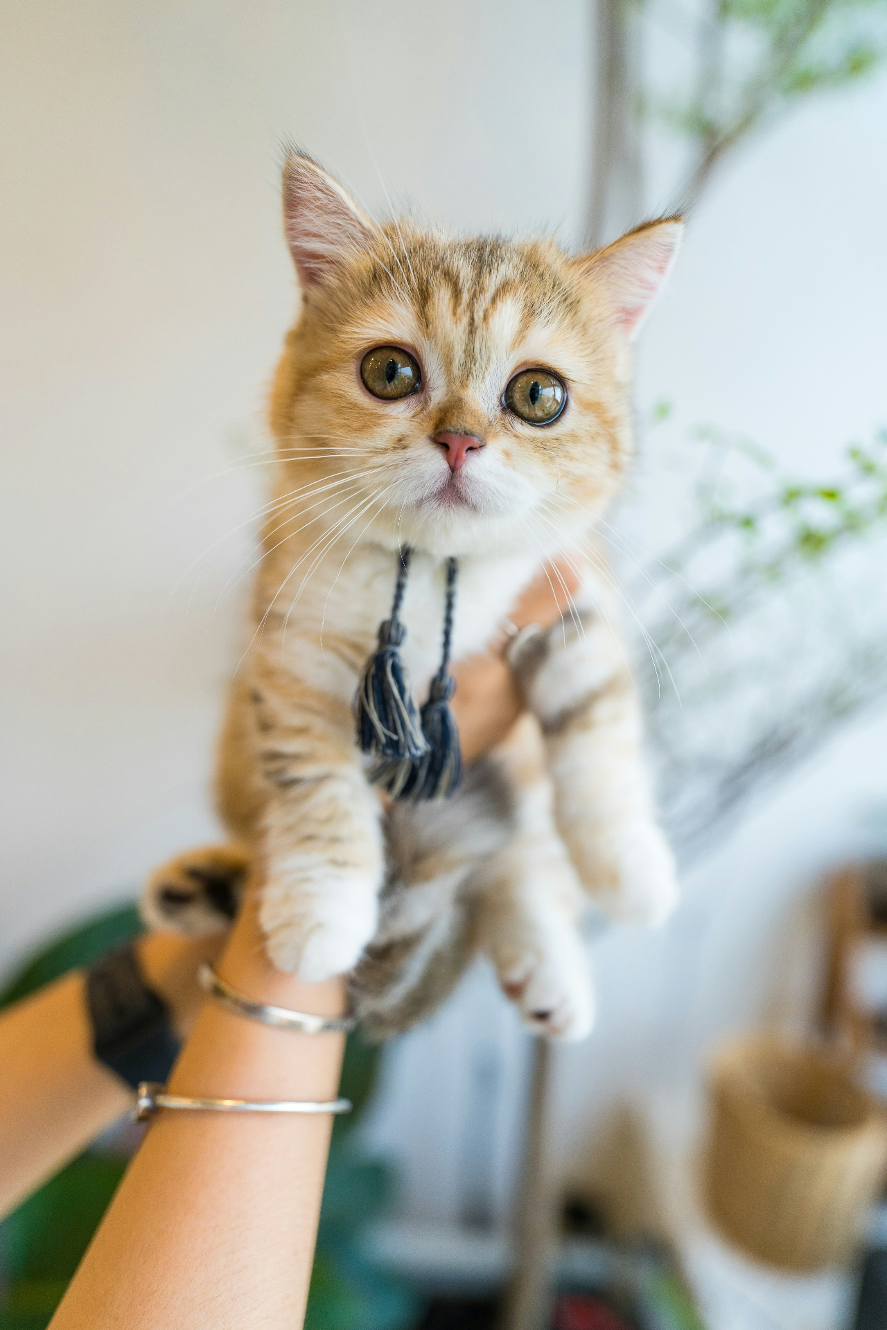 Mochi (Gemini) — reader photo