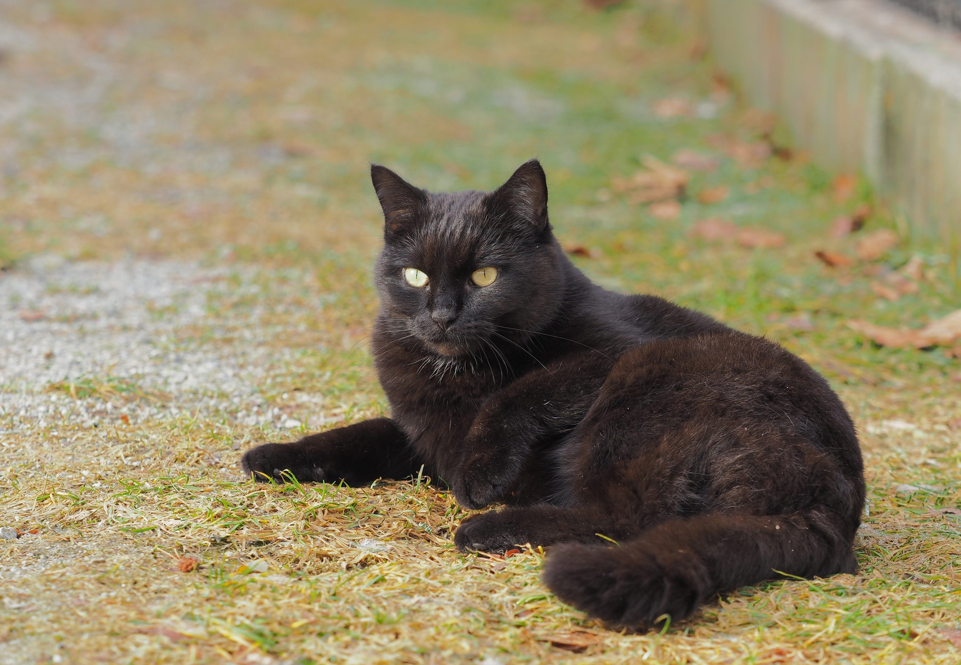 Olive (Cancer) — reader photo